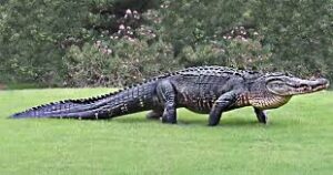 How Fast Can an Alligator Run
