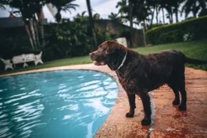 short coated dog standing beside swimming pool 3859375 Drill Champ